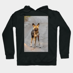 African Painted Dog, Hwange, Zimbabwe Hoodie